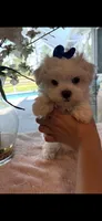 Mommy’s boy , a male Maltese for sale in Sarasota, FL – 1 of 1
