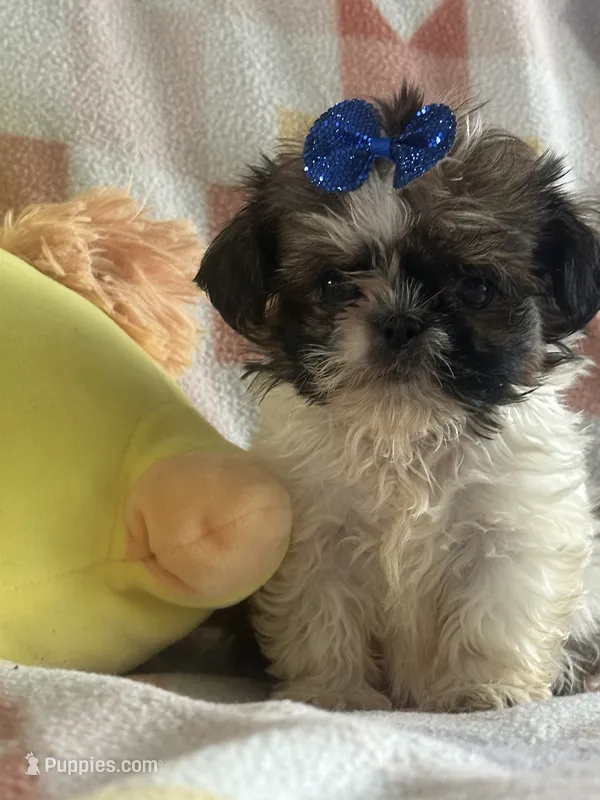 Bear  – Shih Tzu puppy for sale in Sarasota, FL