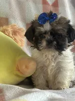 Bear , a male Shih Tzu for sale in Sarasota, FL – 1 of 3
