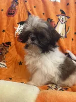 Teddy bear , a male Shih Tzu for sale in Sarasota, FL – 5 of 6