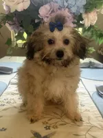 Teddy Bear , a male Maltipoo for sale in Sarasota, FL – 4 of 4