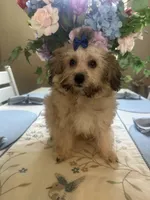 Bear , a male Maltipoo for sale in Sarasota, FL – 3 of 3