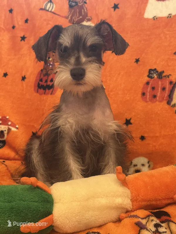 Mommy’s boy  – Miniature Schnauzer puppy for sale in Sarasota, FL