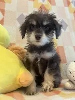 Coco , a female Miniature Schnauzer for sale in Sarasota, FL – 3 of 5