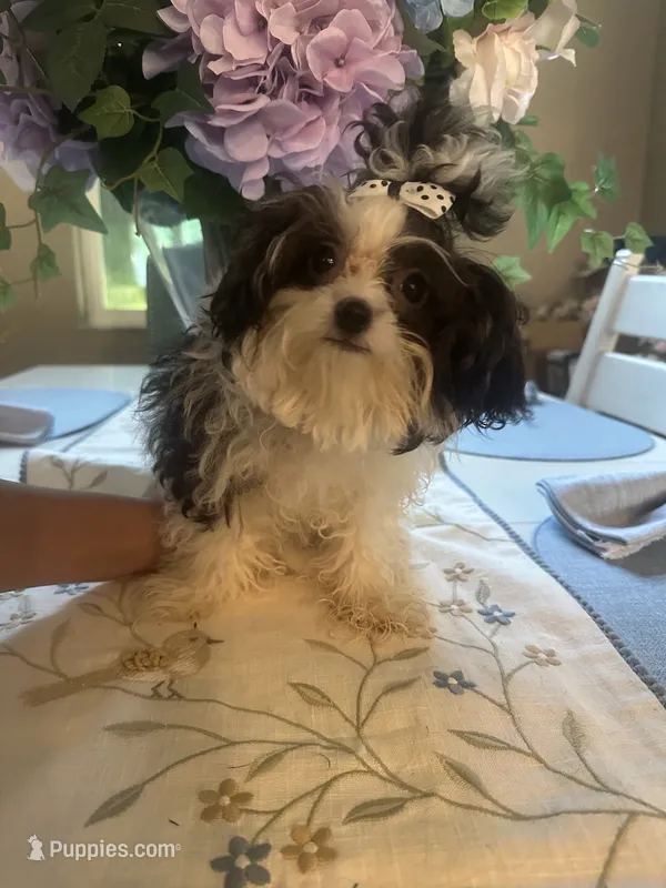 Princess – Maltipoo puppy for sale in Sarasota, FL