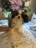 Princess, a female Maltipoo for sale in Sarasota, FL – 1 of 3