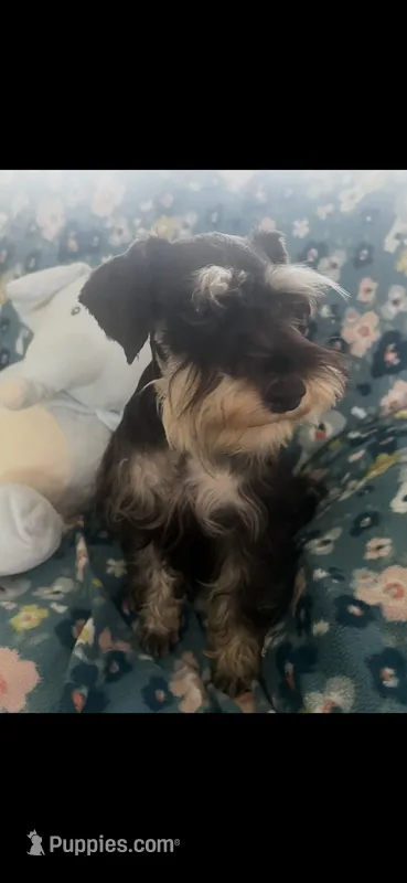 Prissy  – Miniature Schnauzer puppy for sale in Sarasota, FL