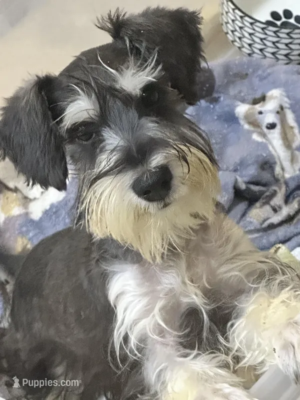 Sassy girl  – Miniature Schnauzer puppy for sale in Sarasota, FL