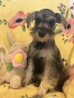 Pepper , a female Miniature Schnauzer for sale in Sarasota, FL – Photo 3 of 5