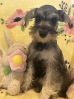 Pepper , a female Miniature Schnauzer for sale in Sarasota, FL – Photo 1 of 5