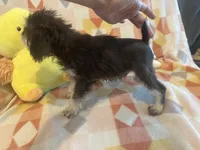 Peanut, a male Miniature Schnauzer for sale in Sarasota, FL – 3 of 4