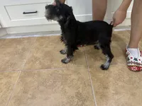 Tiger, a male Miniature Schnauzer for sale in Sarasota, FL – 2 of 2