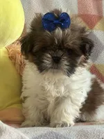 Teddy , a male Shih Tzu for sale in Sarasota, FL – 1 of 2