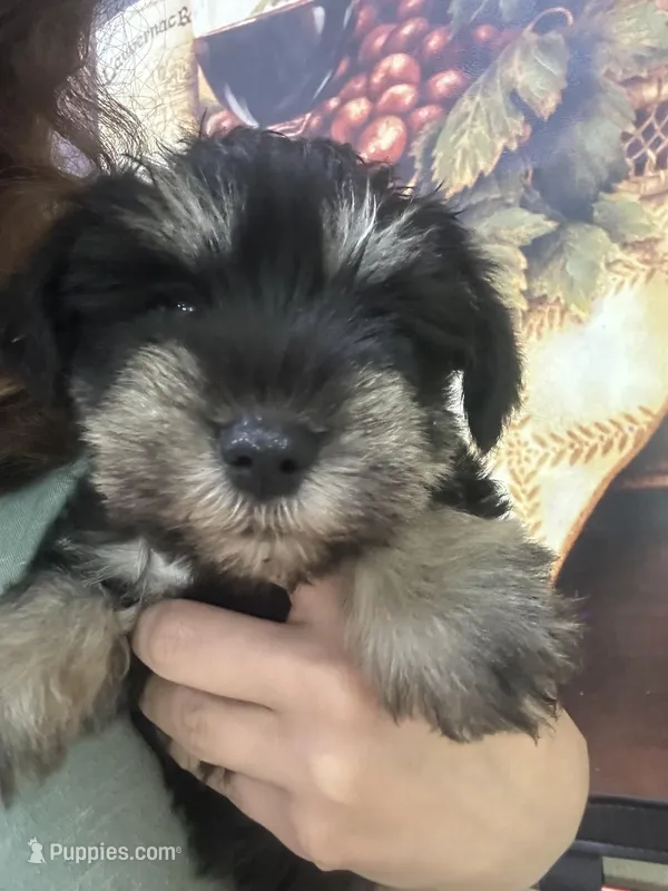 Oliver , a male Miniature Schnauzer for sale in Sarasota, FL – Photo 1 of 1