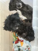 Mommy’s girl and sassy , a female Maltipoo for sale in Sarasota, FL – 1 of 2