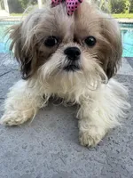 Sassy , a female Shih Tzu for sale in Sarasota, FL – Photo 3 of 3