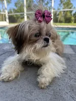 Sassy , a female Shih Tzu for sale in Sarasota, FL – Photo 2 of 3