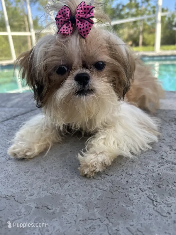 Sassy  – Shih Tzu puppy for sale in Sarasota, FL