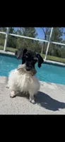 Oreo , a male Miniature Schnauzer for sale in Sarasota, FL – Photo 3 of 3