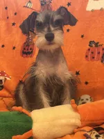 Snoopy , a male Miniature Schnauzer for sale in Sarasota, FL – 1 of 7