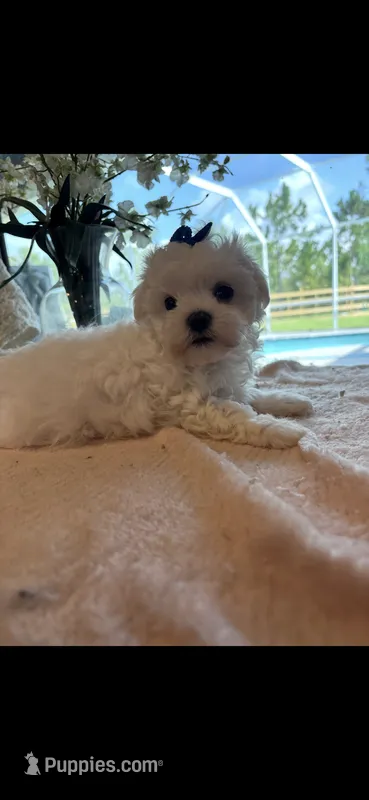 Teddy  – Maltese puppy for sale in Sarasota, FL