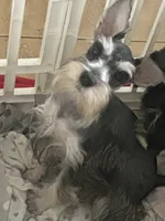 Sassy , a female Miniature Schnauzer for sale in Sarasota, FL – 2 of 2
