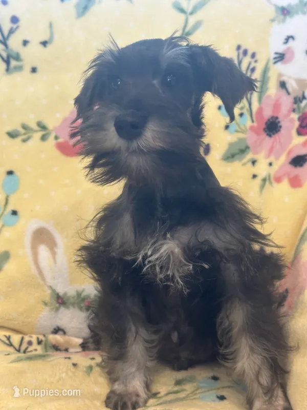 Scooby  – Miniature Schnauzer puppy for sale in Sarasota, FL