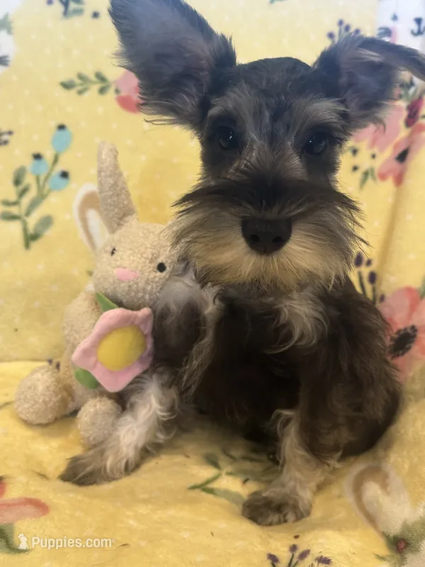 Mommy‘s boy  – Miniature Schnauzer puppy for sale in Sarasota, FL