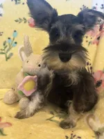 Mommy‘s boy , a male Miniature Schnauzer for sale in Sarasota, FL – 1 of 3