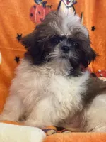 Jasper, a male Shih Tzu for sale in Sarasota, FL – 2 of 5