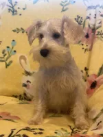 Tinker Bell, a female Miniature Schnauzer for sale in Sarasota, FL – 3 of 3