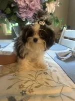 Prissy , a male Maltipoo for sale in Sarasota, FL – 2 of 3