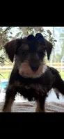 Scooby , a male Miniature Schnauzer for sale in Sarasota, FL – 2 of 3