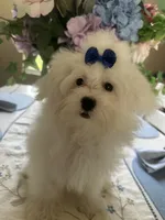 Mommy’s boy , a male Maltese for sale in Sarasota, FL – 1 of 1