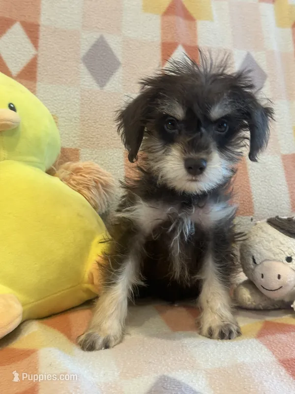 Mommy’s girl  – Miniature Schnauzer puppy for sale in Sarasota, FL
