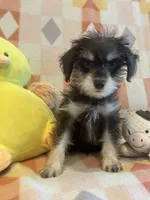 Mommy’s girl , a female Miniature Schnauzer for sale in Sarasota, FL – 1 of 4