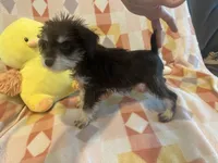 Coco , a female Miniature Schnauzer for sale in Sarasota, FL – 5 of 5