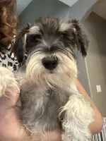 Thumbelina, a female Miniature Schnauzer for sale in Sarasota, FL – Photo 2 of 3