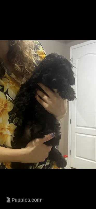 Thumper – Maltipoo puppy for sale in Sarasota, FL