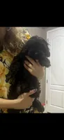 Thumper, a female Maltipoo for sale in Sarasota, FL – 1 of 2