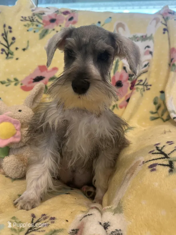 Scooby  – Miniature Schnauzer puppy for sale in Sarasota, FL