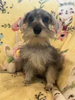 Scooby , a male Miniature Schnauzer for sale in Sarasota, FL – 2 of 2