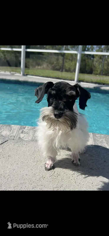 Scamp – Miniature Schnauzer puppy for sale in Sarasota, FL