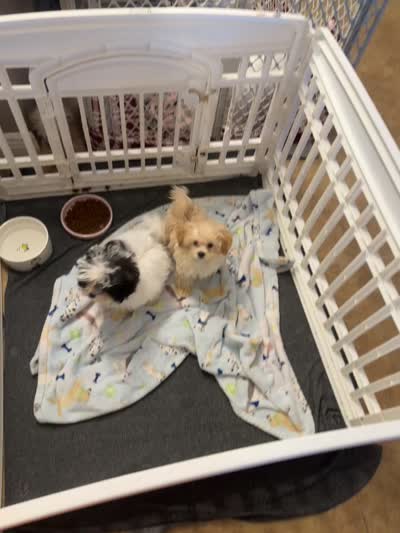 Thumbelina, a female Maltipoo for sale in Sarasota, FL – 5 of 5
