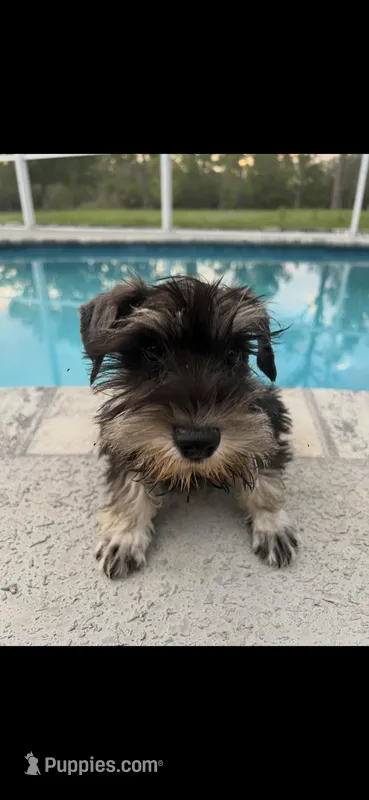 Scooby  – Miniature Schnauzer puppy for sale in Sarasota, FL
