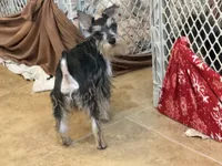Sassy, a female Miniature Schnauzer for sale in Sarasota, FL – 3 of 4
