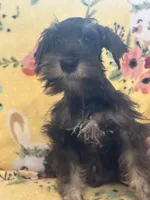 Scooby , a male Miniature Schnauzer for sale in Sarasota, FL – 2 of 4