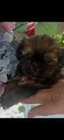 Boo boo , a male Shih Tzu for sale in Sarasota, FL – 2 of 2