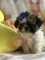 Bear , a male Shih Tzu for sale in Sarasota, FL – 3 of 3