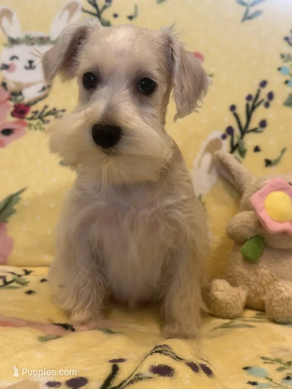 Thumbelina – Miniature Schnauzer puppy for sale in Sarasota, FL